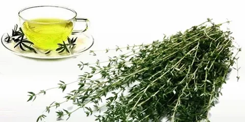 تصویر 4 از خرید و قیمت گیاه دارویی آویشن باغی + فروش عمده